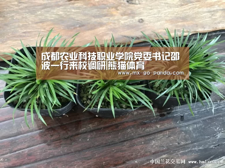 熊猫体育app